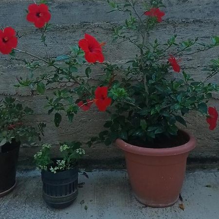 Apartmán Flash Šibenik Exteriér fotografie